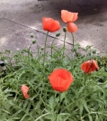 The poppies are orange! Yay!