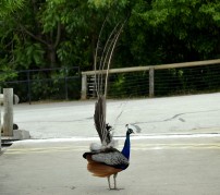 this peacock has had a bad day
