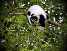 stalking lemur